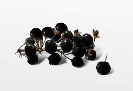 黑枸杞什么時(shí)候成熟？黑枸杞什么時(shí)候采摘