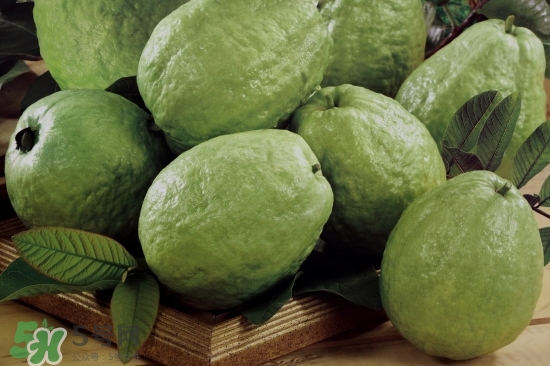 番石榴怎么選好吃？番石榴怎么判斷熟了？