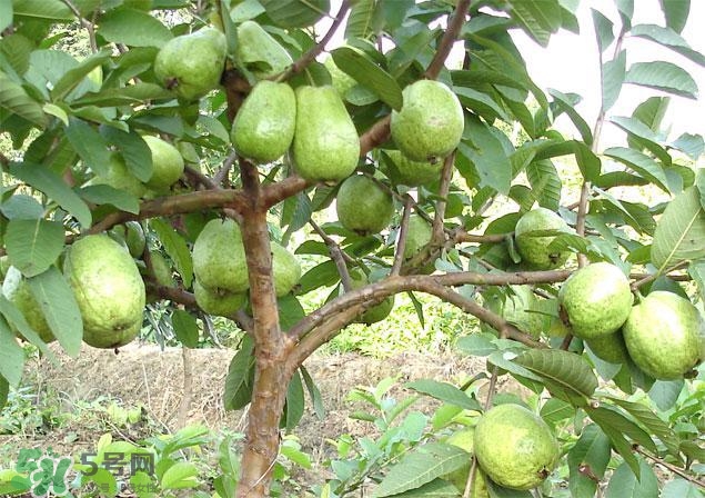 番石榴怎么選好吃？番石榴怎么判斷熟了？