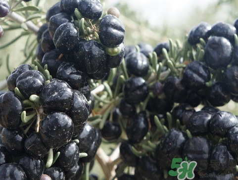 黑枸杞哪里的最好？黑枸杞怎么吃？