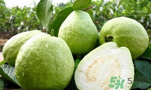 孕婦可以吃番石榴嗎？孕婦吃番石榴對(duì)胎兒好嗎？