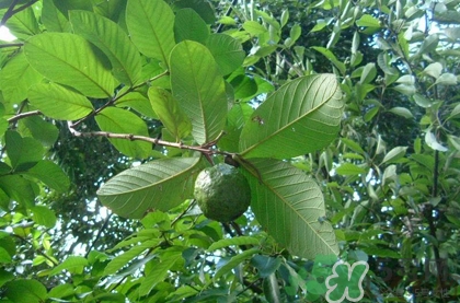 番石榴葉子能治糖尿病嗎？番石榴葉降血糖嗎？