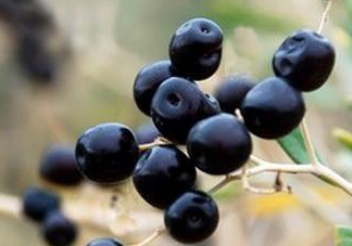 女人喝黑枸杞有什么用？女人喝黑枸杞要注意什么