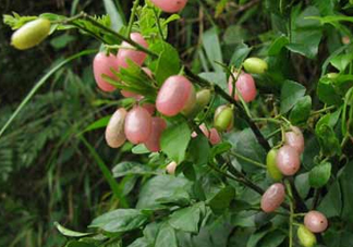 山黃皮就是黃皮果嗎？山黃皮和黃皮果的區(qū)別