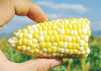 玉米和桃子能一起吃？桃子可以和玉米一起吃嗎？