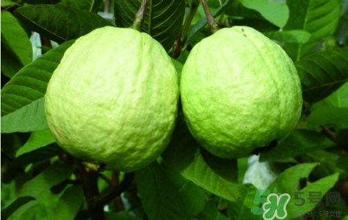 番石榴皮可以吃嗎？番石榴皮的功效與作用