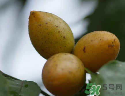 山黃皮的功效是什么？山黃皮的功效與作用