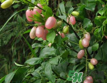 山黃皮就是黃皮果嗎？山黃皮和黃皮果的區(qū)別