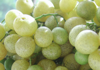 山黃皮怎么腌制成甜的？山黃皮醬的制作方法