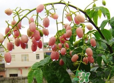 山黃皮怎么做好吃？山黃皮有什么藥用價值