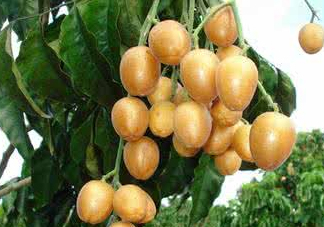 山黃皮的功效是什么？山黃皮的功效與作用