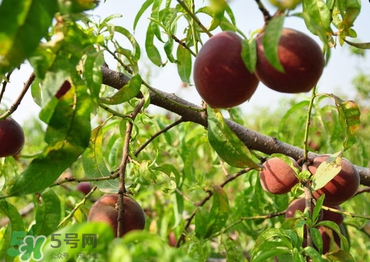 黑桃水果是什么品種？黑桃是酸性還是堿性