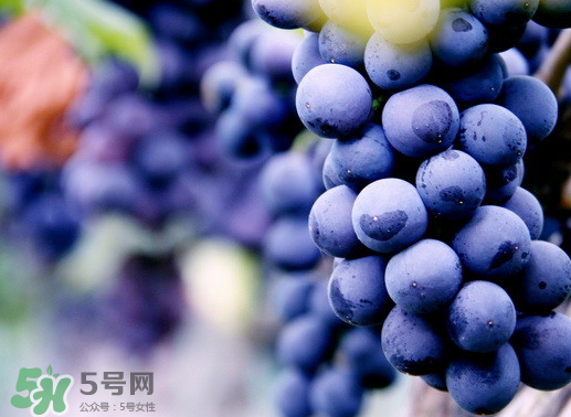 夏黑葡萄幾月成熟？夏黑葡萄幾月份上市？