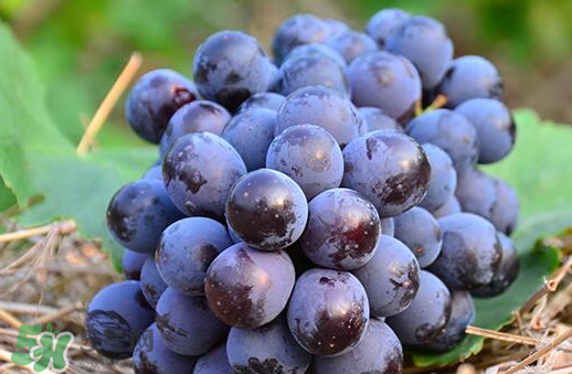 夏黑葡萄幾月成熟？夏黑葡萄幾月份上市？