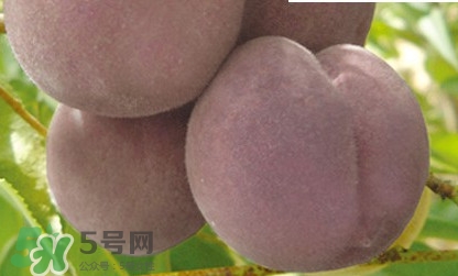 黑桃是什么水果？吃黑桃有什么好處？