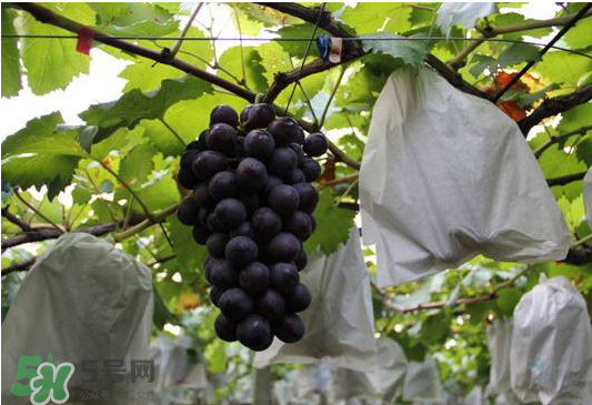 夏黑葡萄怎么洗？夏黑葡萄怎么洗才干凈？