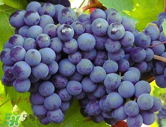 巨峰葡萄是哪里的？巨峰葡萄產(chǎn)地