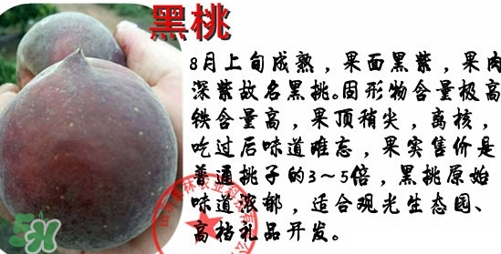 黑桃水果是什么品種？黑桃是酸性還是堿性