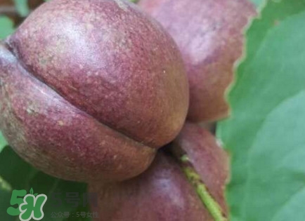 黑桃怎么做好吃？黑桃怎么吃最有營(yíng)養(yǎng)價(jià)值