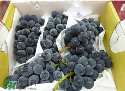 巨峰和夏黑哪個(gè)好吃？哪個(gè)貴？有什么區(qū)別？