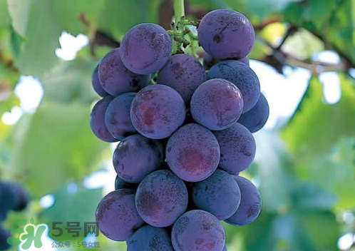 巨峰和夏黑哪個(gè)好吃？哪個(gè)貴？有什么區(qū)別？