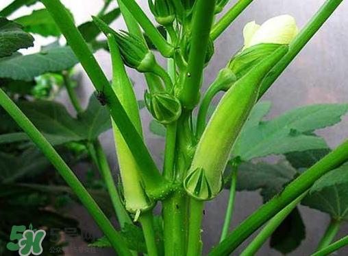 七月份可以種秋葵嗎？黃秋葵可以在7月播種嗎？