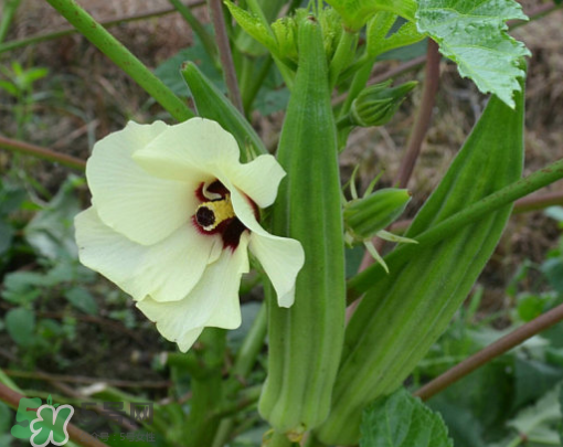 七月份可以種秋葵嗎？黃秋葵可以在7月播種嗎？