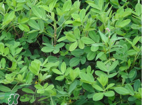 七月份可以種花生嗎？花生七月份可以種植嗎？