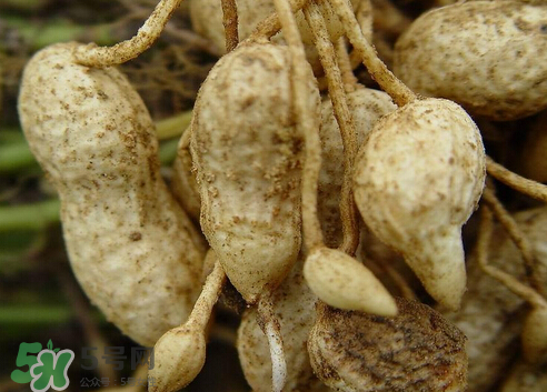 七月份可以種花生嗎？花生七月份可以種植嗎？