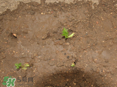 七月份可以種花生嗎？花生七月份可以種植嗎？