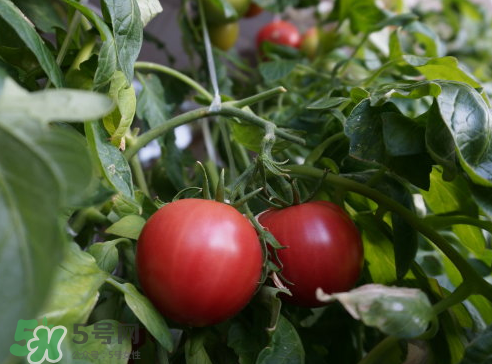 七月份能種西紅柿嗎？七月份大棚能種番茄嗎？