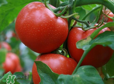 七月份能種西紅柿嗎？七月份大棚能種番茄嗎？