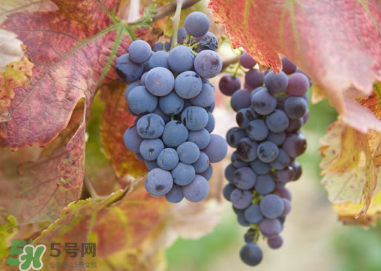 玫瑰香葡萄孕婦能吃嗎？孕婦可以吃玫瑰香葡萄嗎？