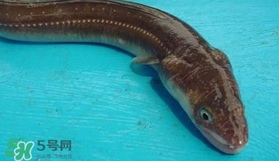 鰻魚多少錢一斤？野生鰻魚多少錢一斤