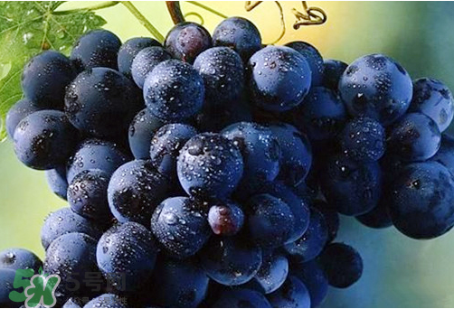 玫瑰香葡萄多少錢一斤？玫瑰香葡萄多少錢一斤2017？