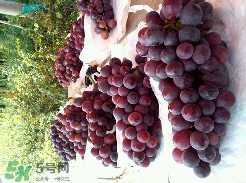 戶太八號(hào)葡萄什么時(shí)候套袋？戶太八號(hào)葡萄什么月份套袋？