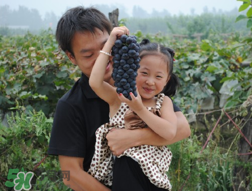 戶太八號(hào)葡萄什么時(shí)候套袋？戶太八號(hào)葡萄什么月份套袋？