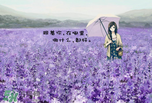 七月份還有薰衣草嗎？7月份還有薰衣草嗎？