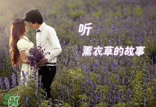 七月份還有薰衣草嗎？7月份還有薰衣草嗎？