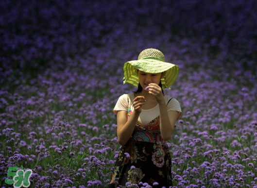 七月份還有薰衣草嗎？7月份還有薰衣草嗎？