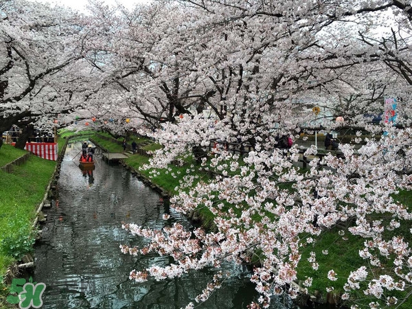 8月份去日本穿什么？八月份去日本穿什么衣服