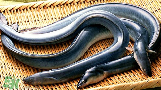 鰻魚有刺嗎？鰻魚有鱗嗎？