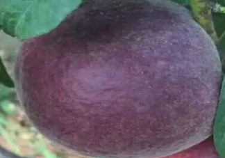 黑桃水果什么時(shí)候吃最好？黑桃水果什么時(shí)候成熟