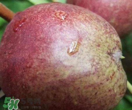 黑桃怎么做好吃？黑桃怎么吃最有營(yíng)養(yǎng)價(jià)值