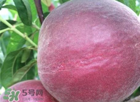 黑桃是什么水果？吃黑桃有什么好處？