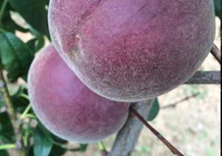 黑桃水果是什么品種？黑桃是酸性還是堿性