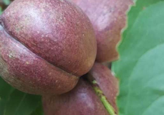 黑桃怎么做好吃？黑桃怎么吃最有營養(yǎng)價值