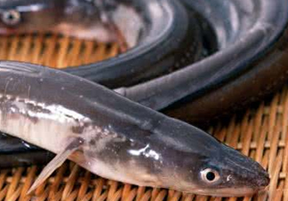 鰻魚是鱔魚嗎？鰻魚是白鱔嗎