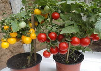 七月份能種西紅柿嗎？七月份大棚能種番茄嗎？