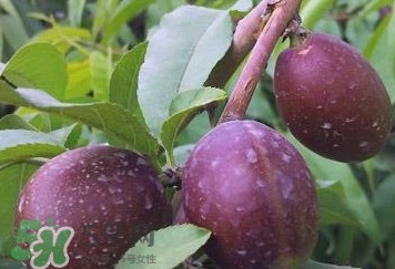 黑桃怎么做好吃？黑桃怎么吃最有營(yíng)養(yǎng)價(jià)值